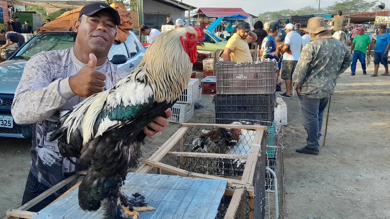 Feira de galinhas caipira em Campina Grande na Paraíba. 25/02/2026