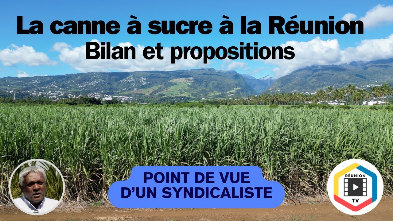 La Canne à La Réunion - Bilan et propositions - Point de vue CGPER