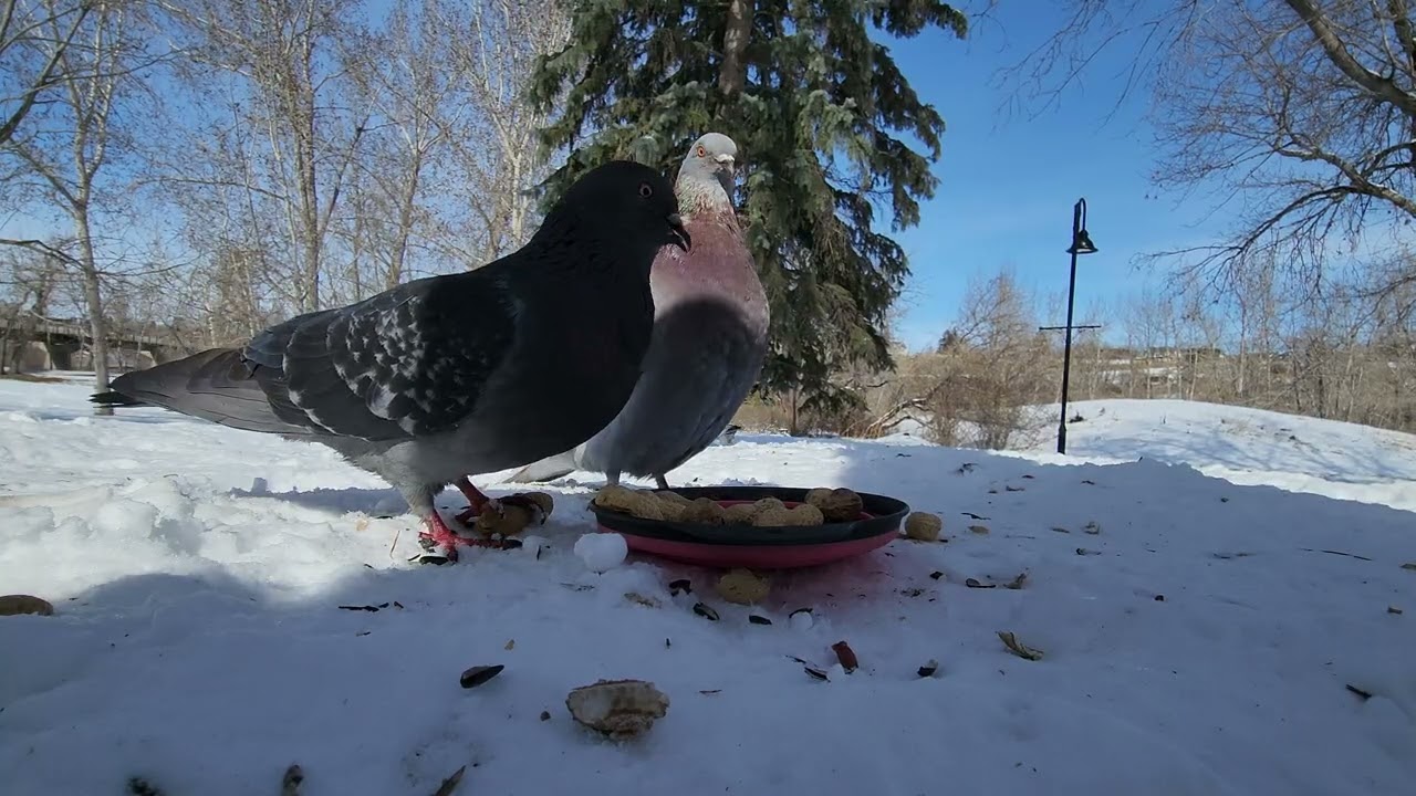 🐿️🐦❄️