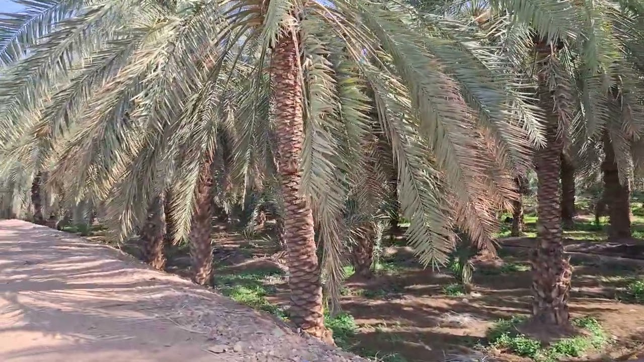 Dates palm trees in Medina #beautiful #madinasharif #saudiaarbia 