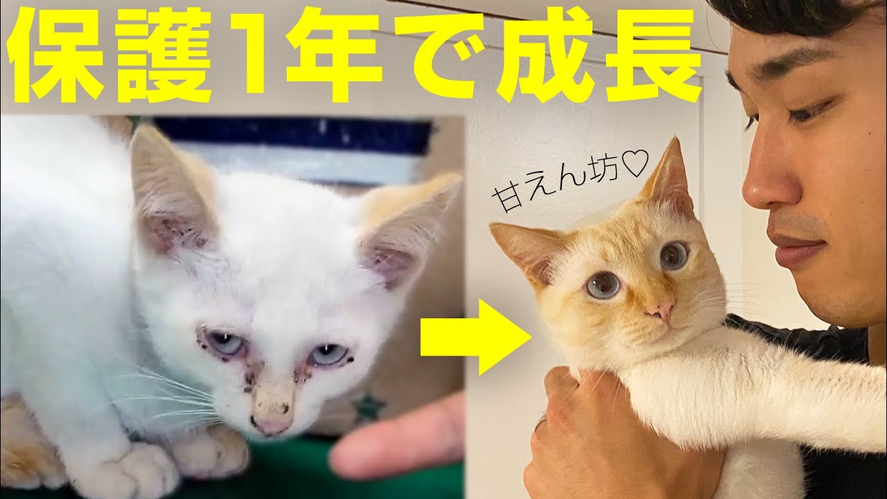 死にかけの子猫が、甘えん坊に成長する1年間の記録。 #保護猫