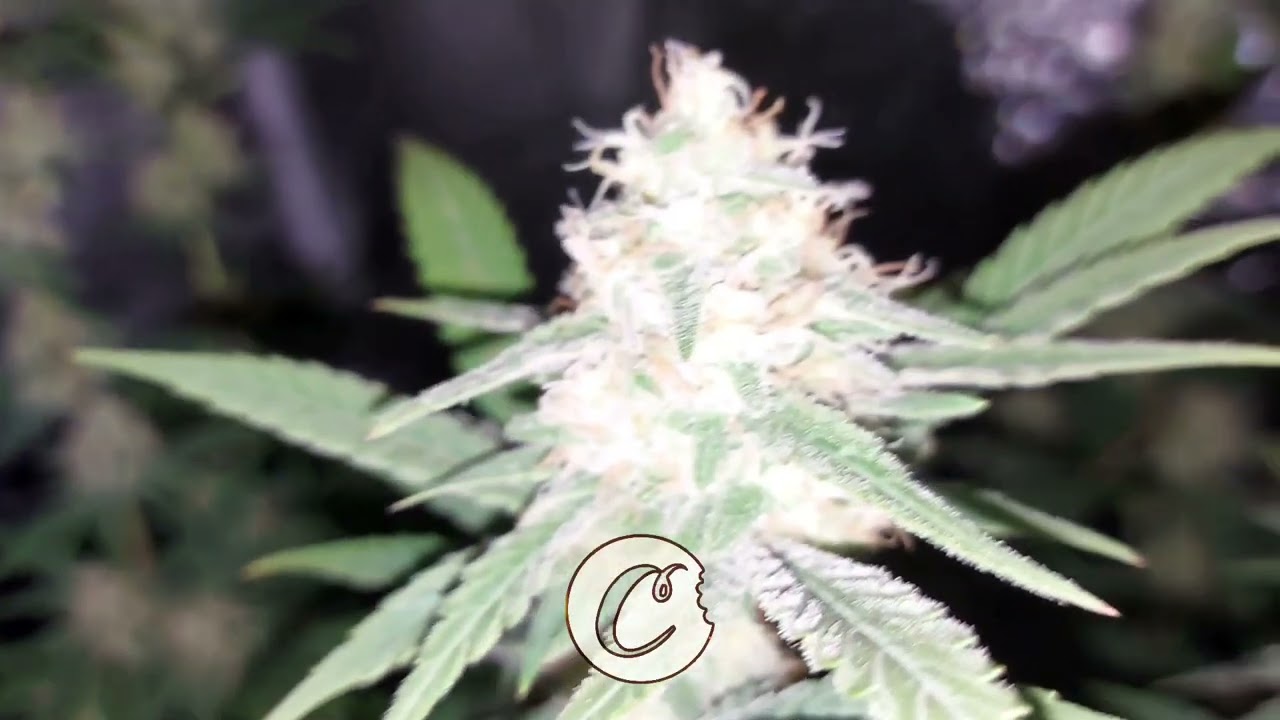 Girl Scout Cookies (OG Kush &times; Durban Poison) @ Sticky Crystals