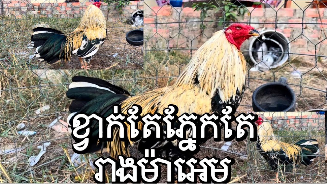 Part 67, ខ្វាក់តែភ្នែកទេតែរាងម៉ាអេម#មាន់នាំចូល