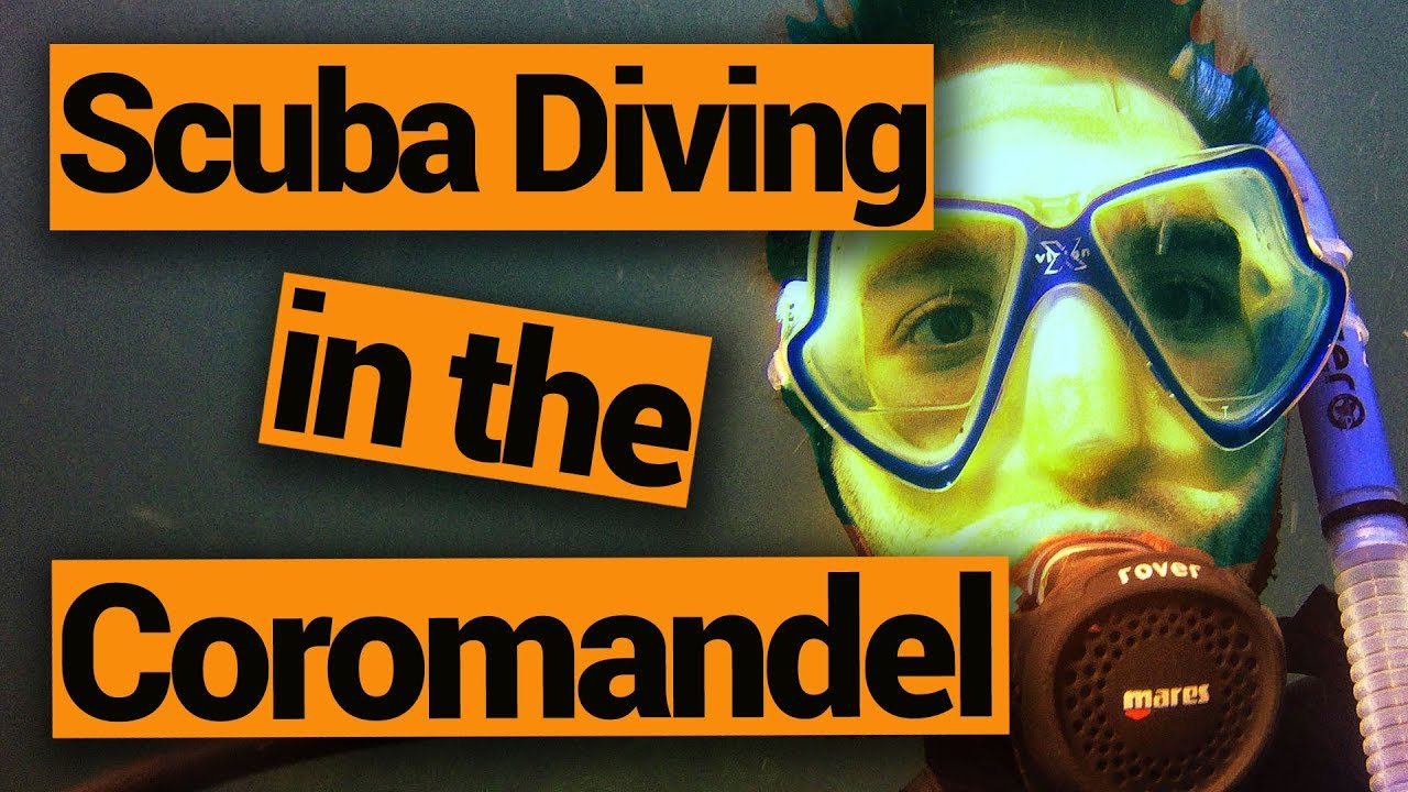 🤿 Scuba Diving in the Coromandel with Dive Zone Whitianga - New Zealand's Biggest Gap Year