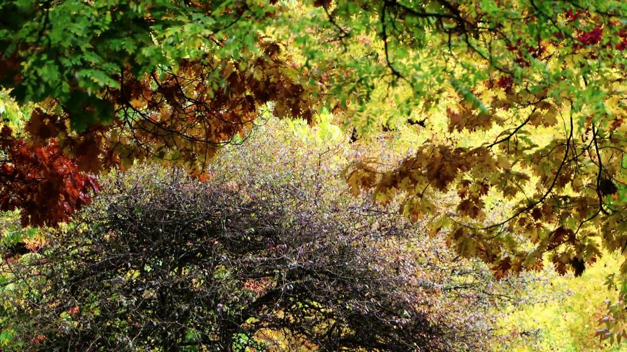 incredible splendor of colors