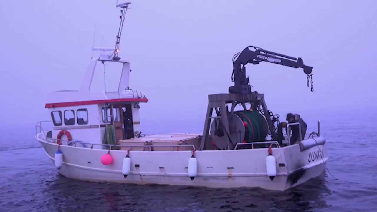 Junköfiskarna