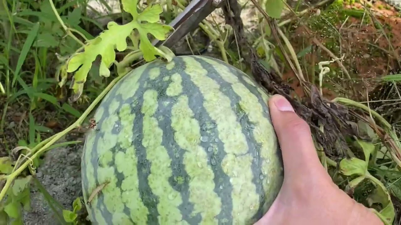 Garden harvest compilation - ASMR #asmr #kebonewan #ediblegarden