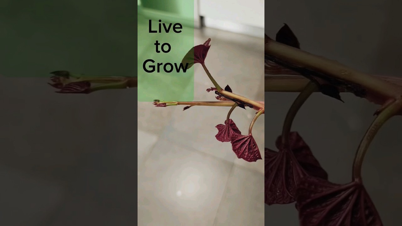 We live to grow physically emotionally  & spiritually. Never stop evolving as we strive 4 more! #fyp