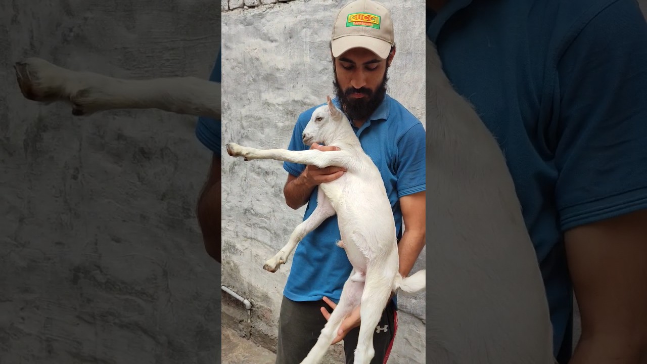 Tedda Bakra 😍 #viral #trending #goat #bakramandi #bakraeid #shorts