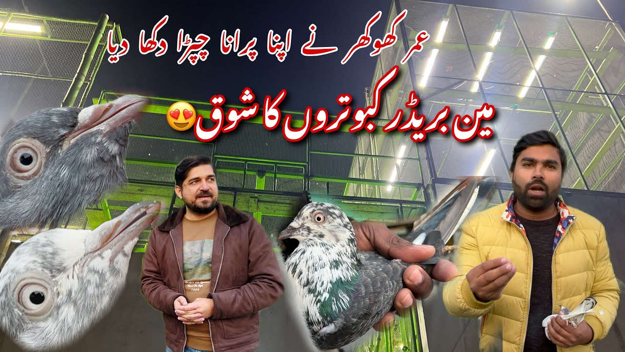 Umar khokhar k main breeder kabotaro ka shok kiya Aj 😍