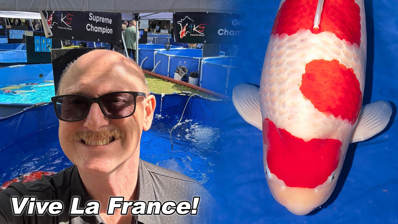 🇫🇷 France Koi Show 2025 – Major Awards & Sfeerimpressie uit La Couture