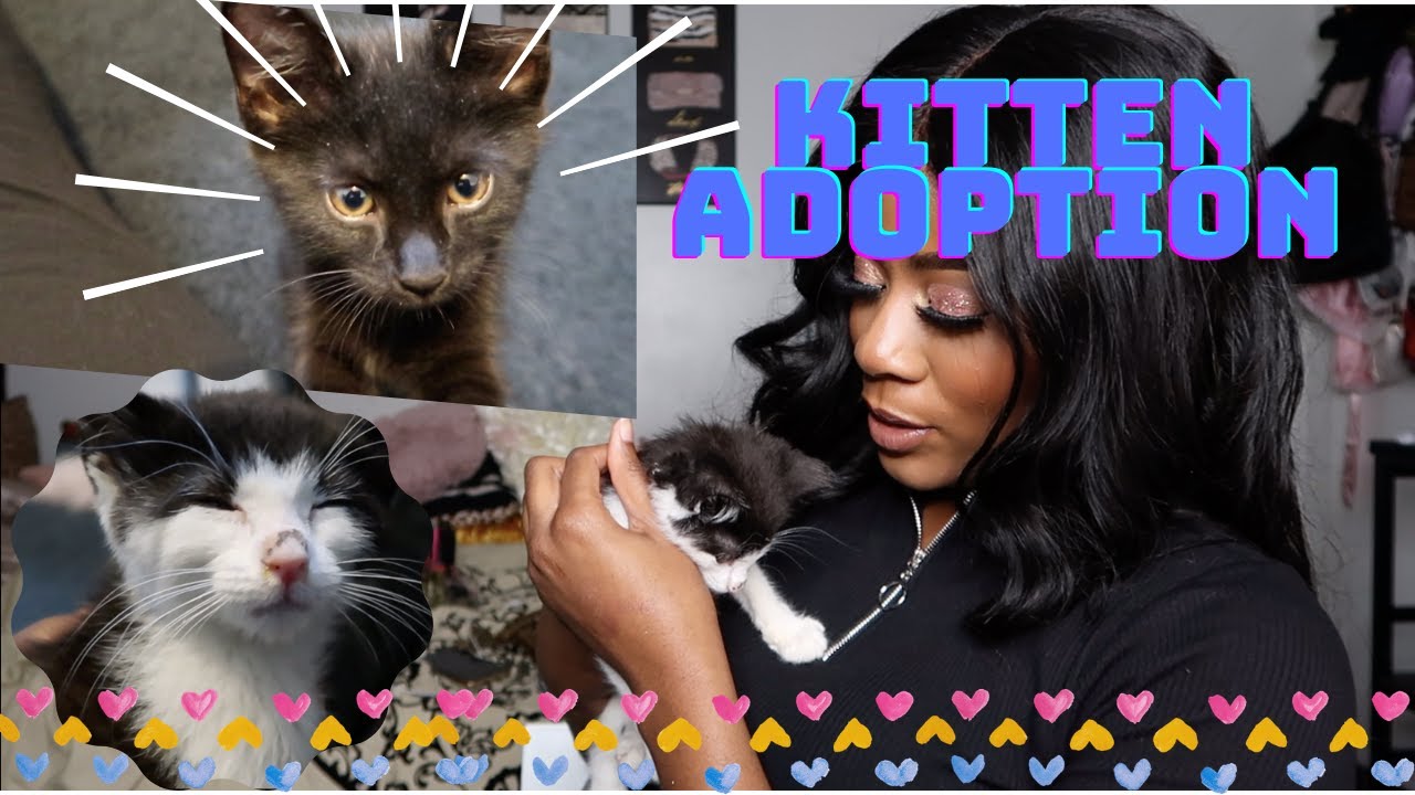 I adopted two kittens! | Dez Hopkins | *adorable*