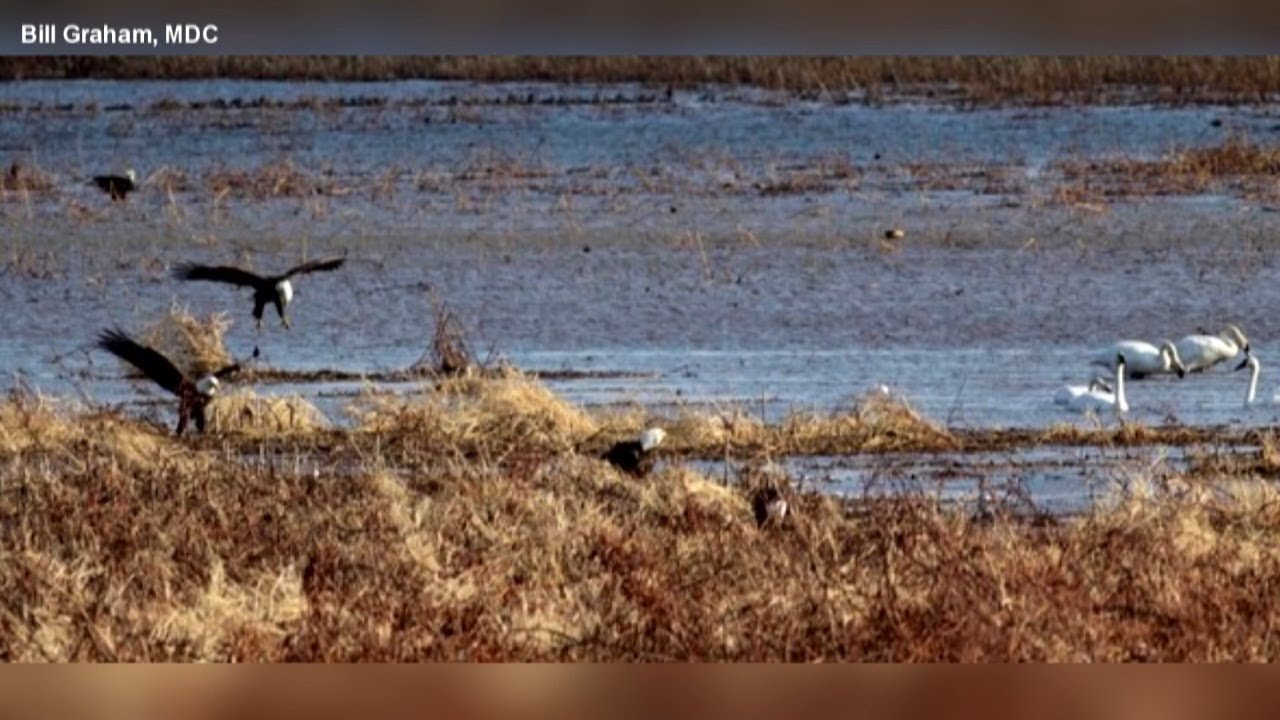 Visitors flock to Loess Bluffs National Wildlife Refuge