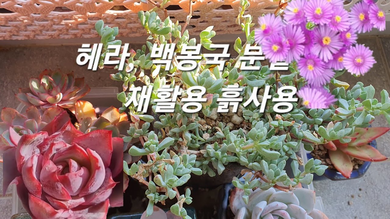 #헤라와 #백봉국의 분갈이 #재사용흙 #사용법 빠름 빠름 ~ 시청요망 😘😍