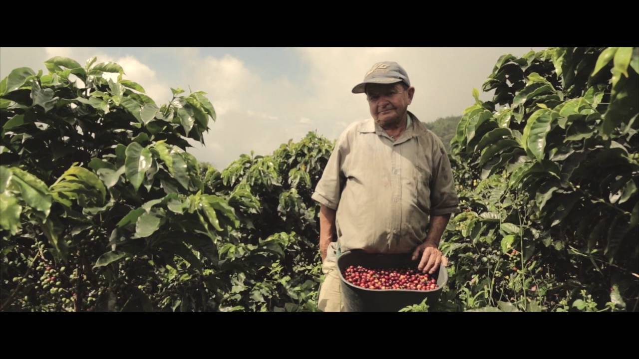 Café PERGAMINO - Finalmente de la finca a la mesa.