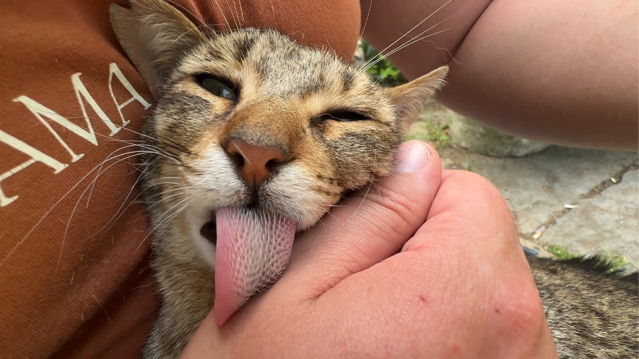 Send Help! Stray cat won't stop licking me!