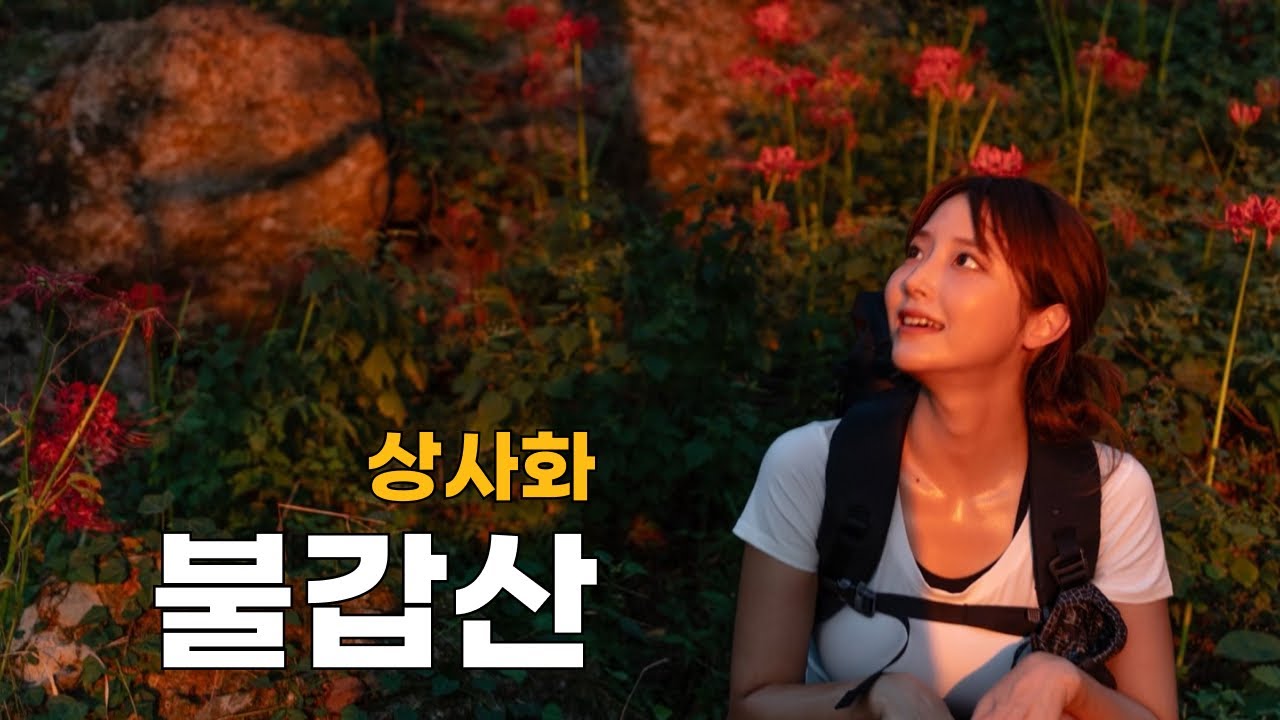 그녀와 상사화🌺 | 영광 불갑사 상사화