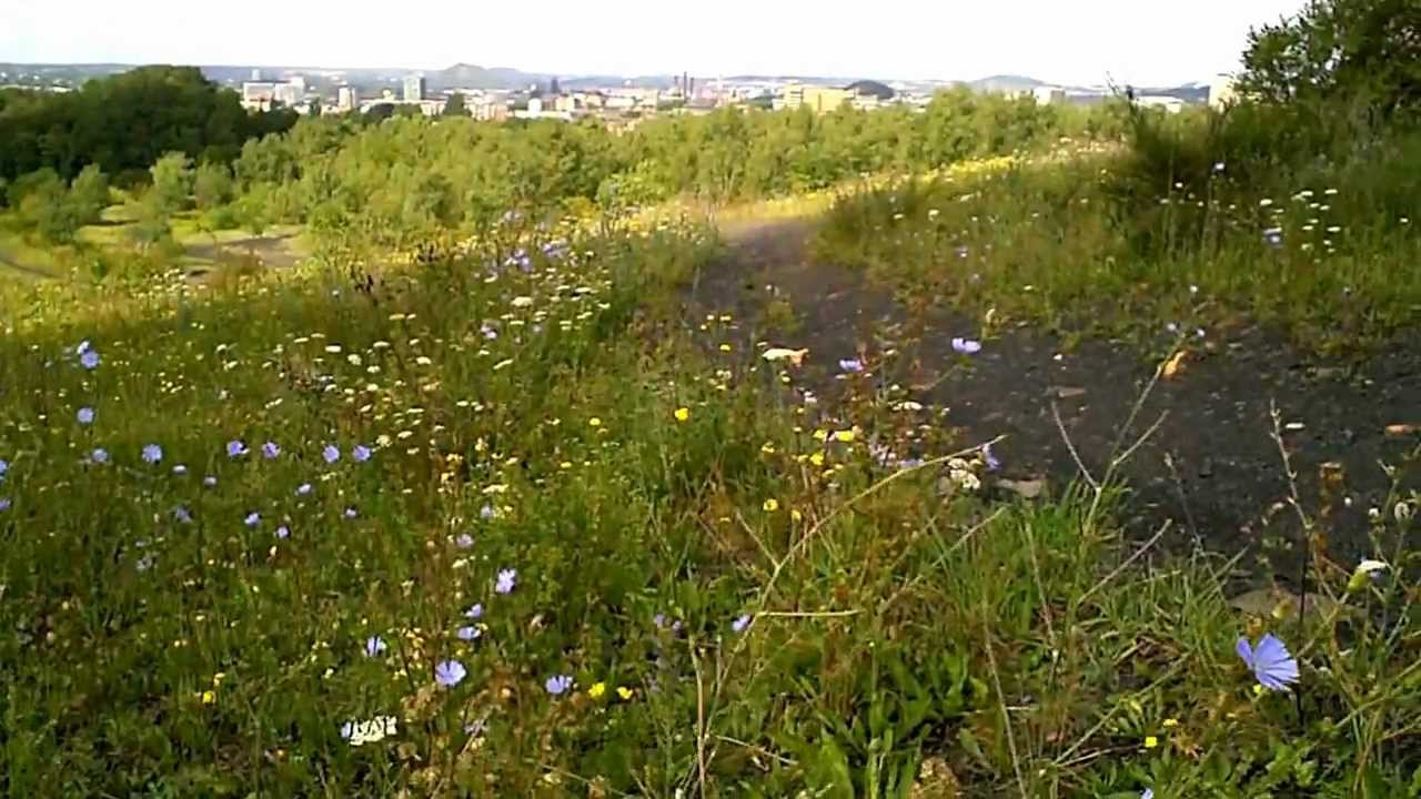 Balade sur le terril de l'Epine à Montignies sur Sambre