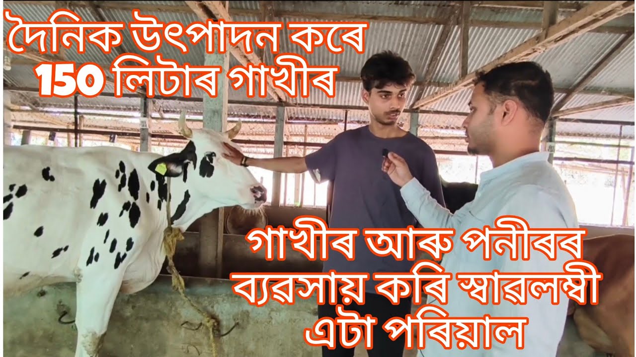 Dairy farm in assam | দৈনিক উৎপাদন কৰে 150 লিটাৰ গাখীৰ Contact- 9859976992