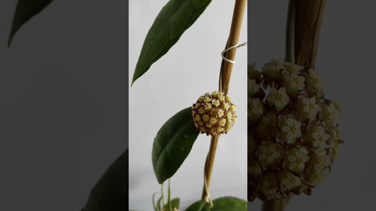 #Hoya sp. Perak - #Хойя