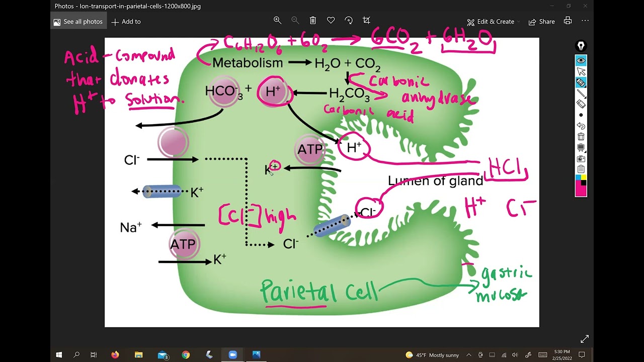 Production of Hydrochloric Acid by Parietal Cells