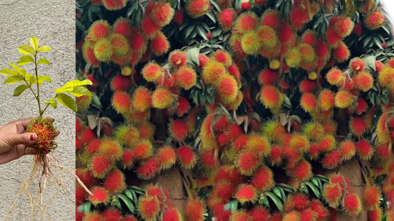 Best Technique… !!! How to grow Rambutan tree with Red onion & Aloe Vera & Mi ………