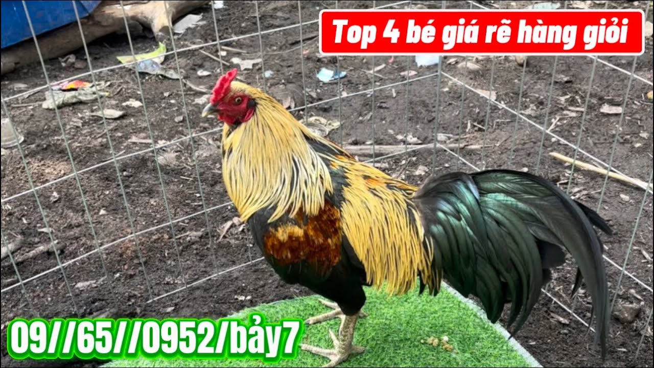 Top 4 bé giá rẻ hàng giỏi tri ân ae nha #09//65//0952/bảy7 Hùng Cá volg kênh phụ 