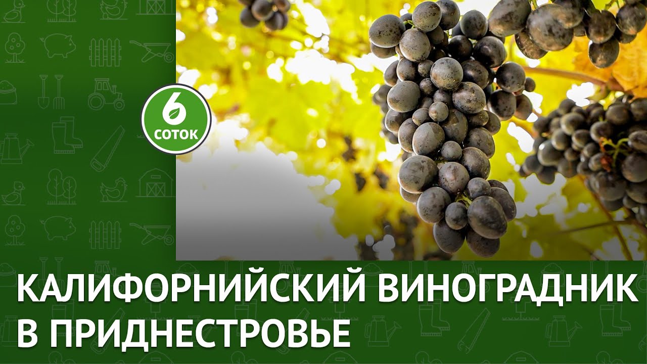 Калифорнийский виноградник в Приднестровье. 6 соток 25.10.2021