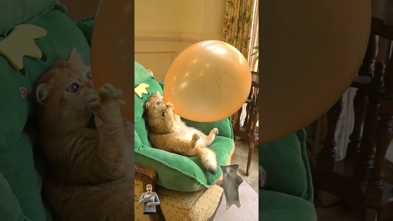 Funny Cat | Amazing cat blow balloon 🎈 😱 | #youtubeshorts #cat #funnyvideo #animalsvideo #shorts