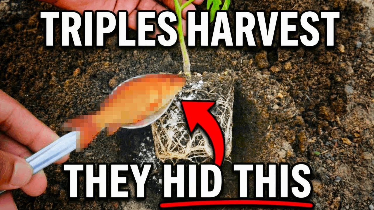 NEVER Plant Tomatoes Without This — Bury THIS For Giant Fruit! [2026 Method]