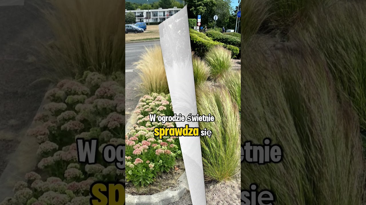 Masz piaszczystą, lekką ziemię? Ta propozycja jest dla Ciebie :) #ogrodnictwo #garden #knur&oacute;w #stipa
