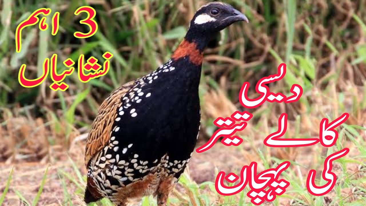 Desi kale teetar ki pehchan | pure desi kaly teetar ki pehchan | پیور دیسی کالے تیتر کی پہچان