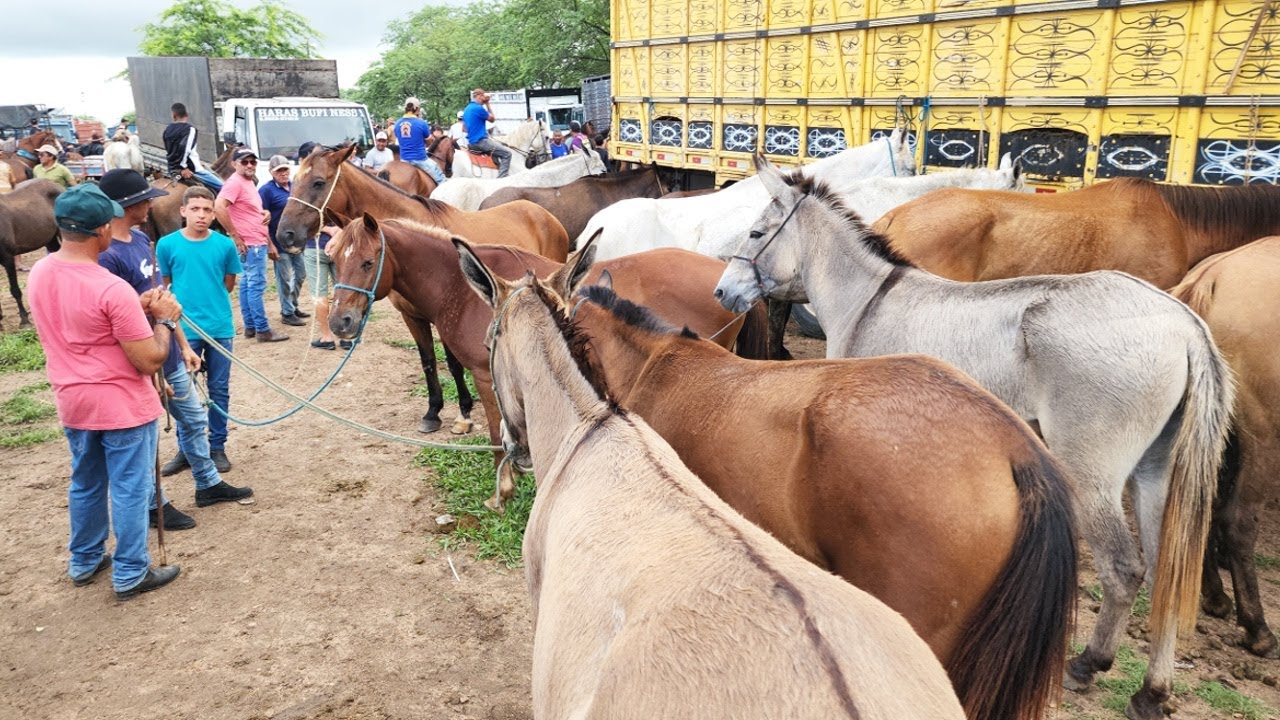 FEIRA DE CAVALOS EM CARUARU-PE   16-04-2024  #nordeste