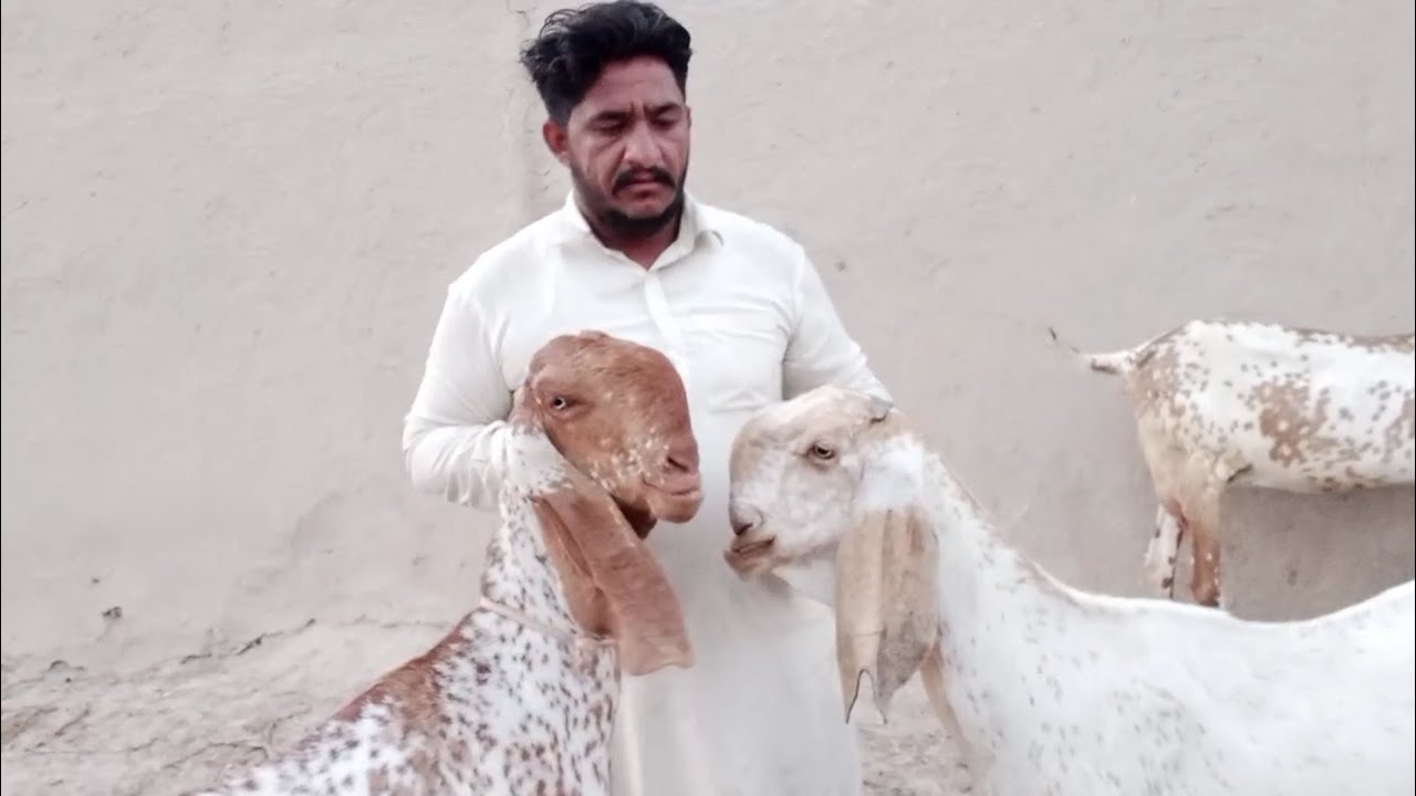 ماشاءاللہ چاچا کالو روانی کاشوق
