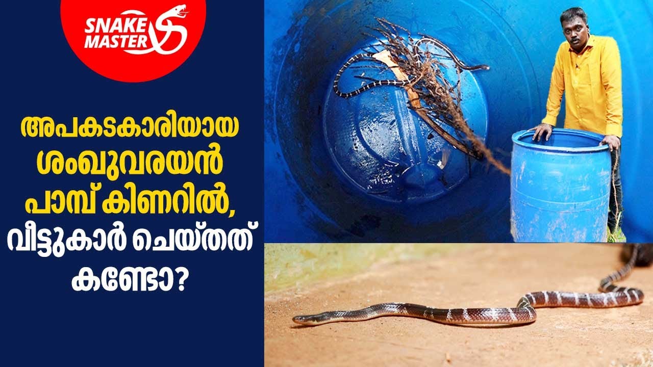 അപകടകാരിയായ ശംഖുവരയൻ പാമ്പിനെ പിടികൂടി വാവാ സുരേഷ് | Vava Suresh | Snakemaster EP 769