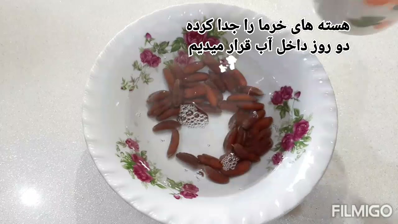 آموزش کاشت خرما