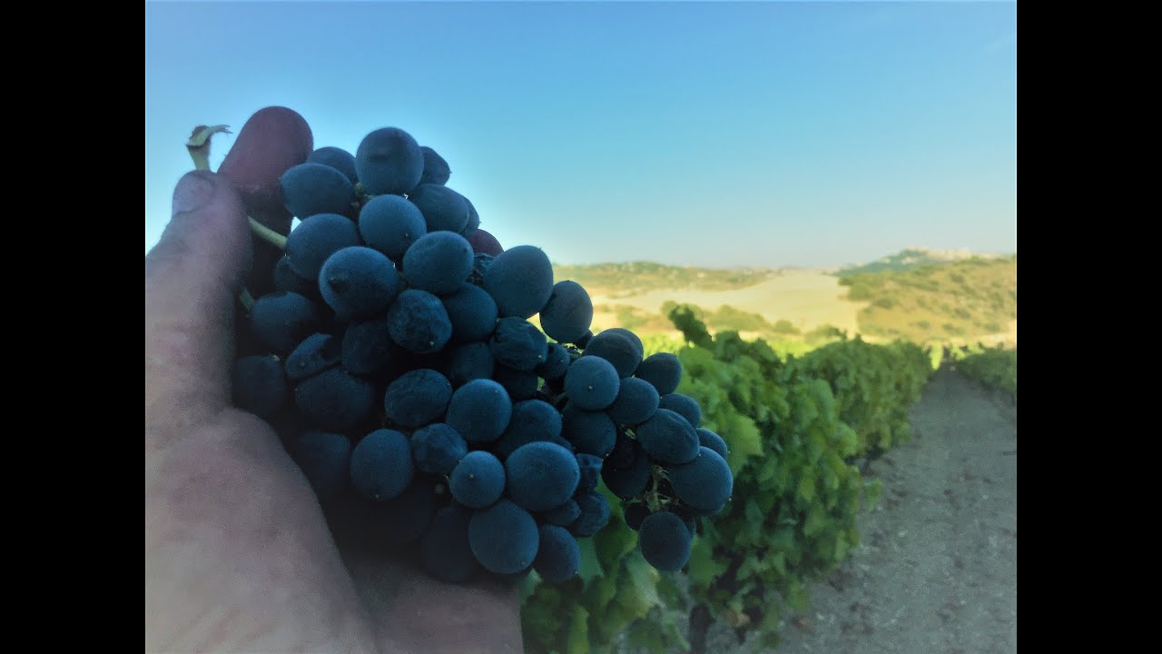 Storia, Tradizione e Passione - IL NERO D'AVOLA