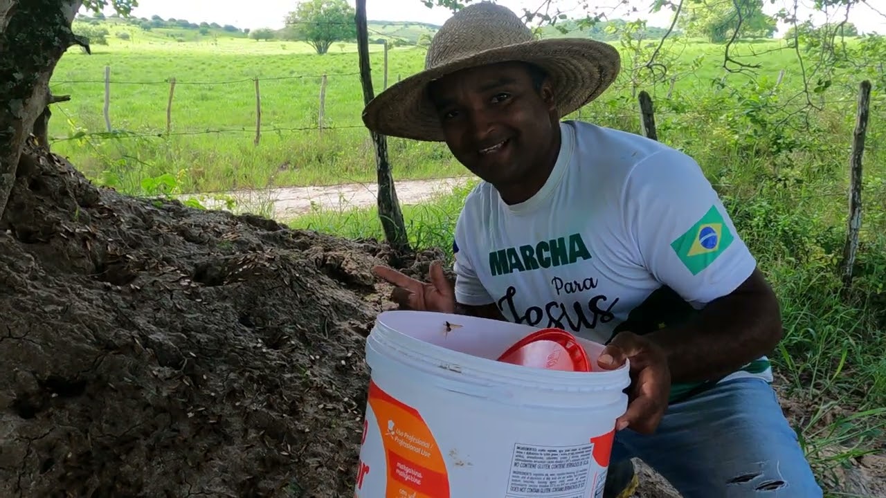 PEGANDO TANAJURA NO FORMIGUEIRO ESSA É UMA TRADIÇÃO NO NORDESTE