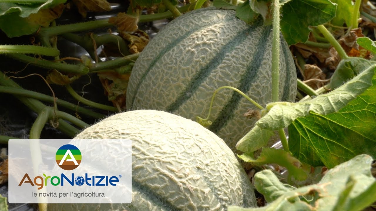 Melone: le soluzioni Fomet per i terreni stanchi
