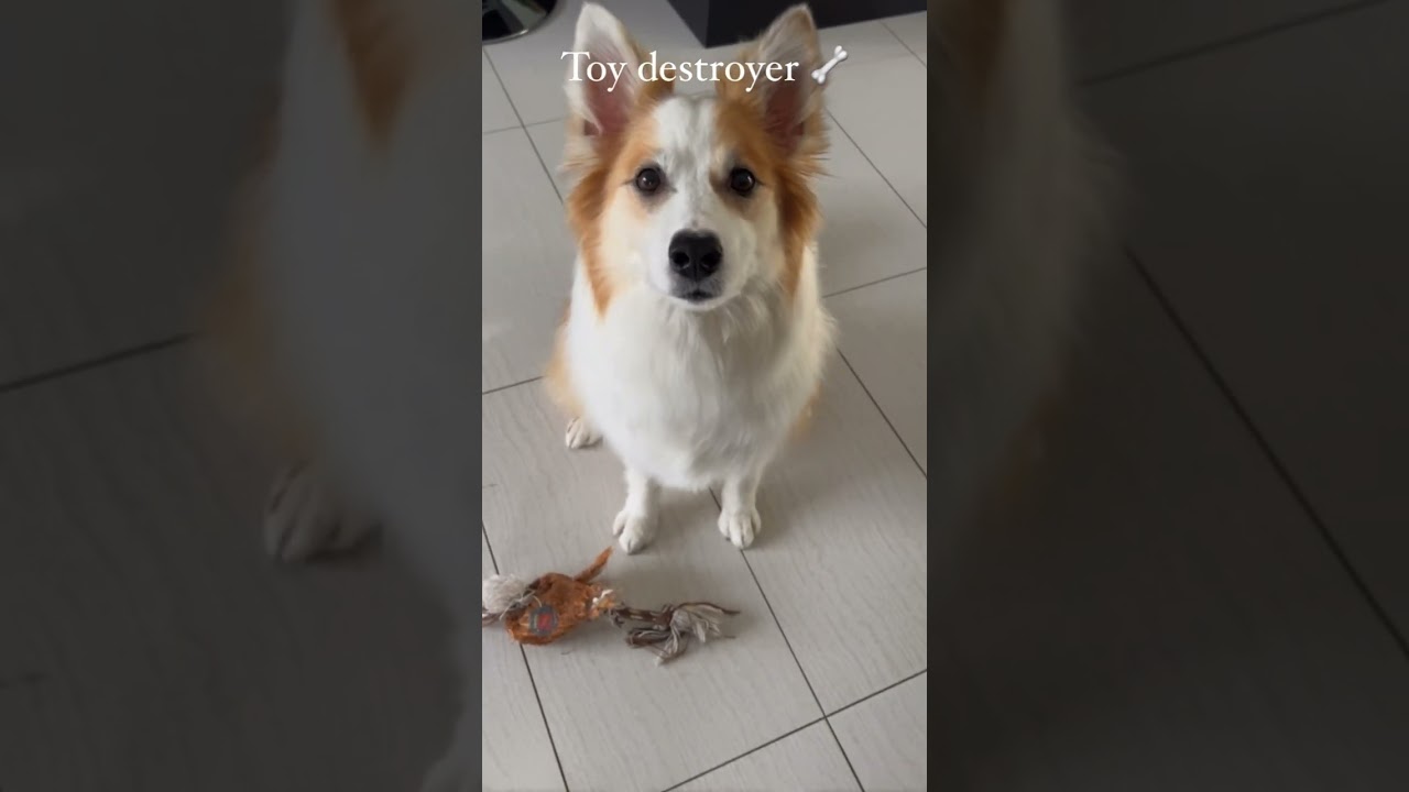 Are you sure you want an Icelandic Sheepdog 🐶 ✨ #dog #cute #icelandicsheepdog