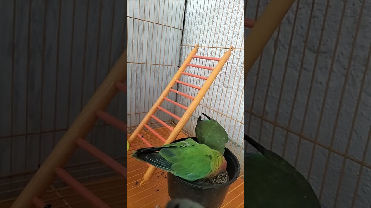 African Love Birds🐥 is live!