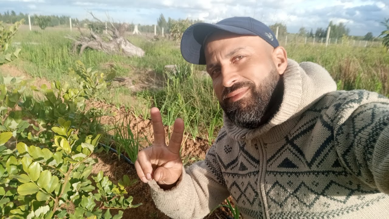 أجي تشوف كفاش نقيت اعشاب من الهندية والبصل