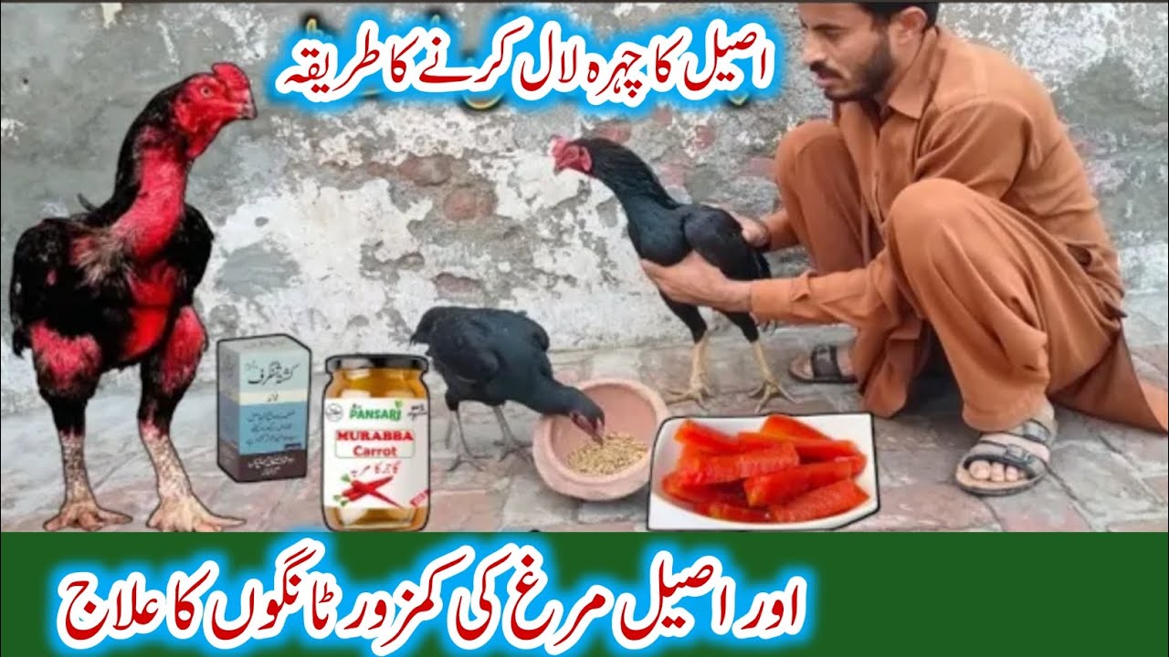 Aseel Weak Legs Treatment | Aseel Murga Ki Kamzor Tangon Ka Ilaj