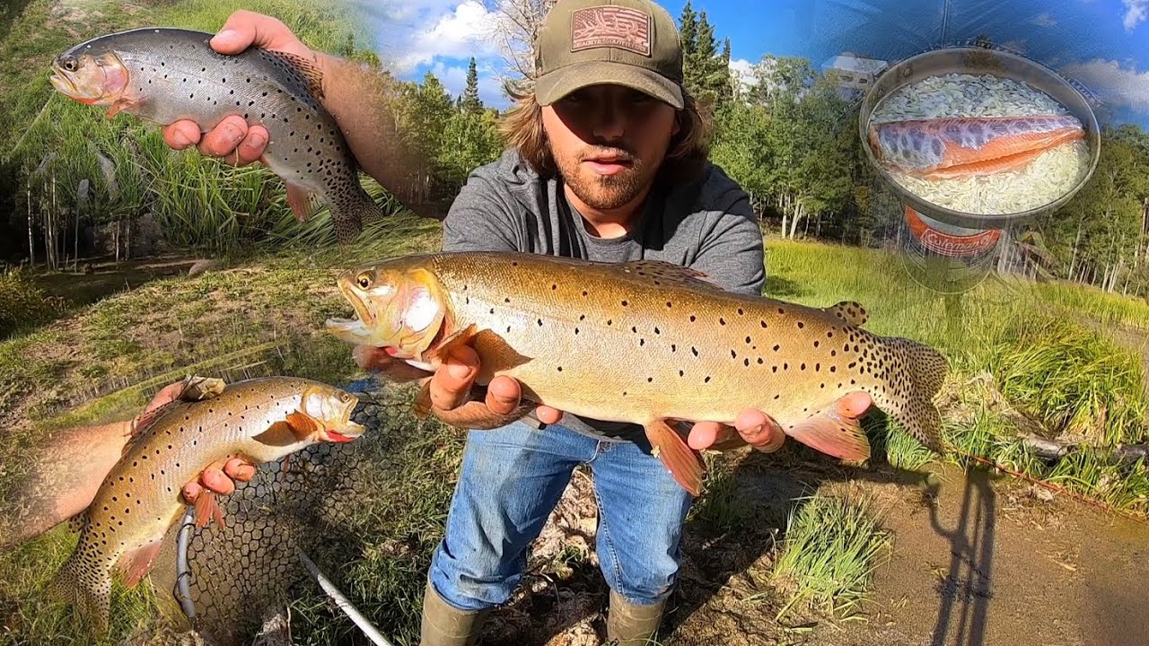 FALLTIME FISHING for CHUNKY CUTTHROAT TROUT!! (Catch & Cook)