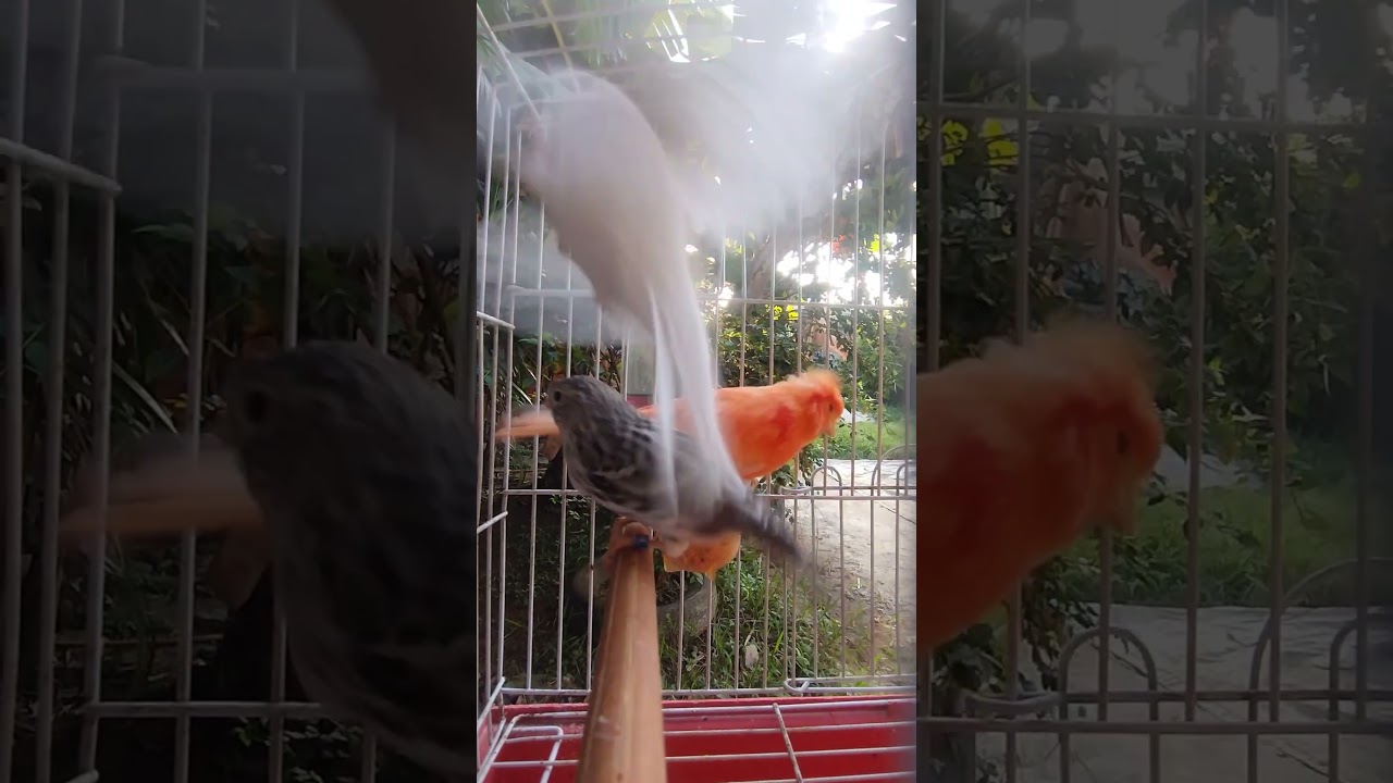 #canariobelga #birds #canarybelga #canario #lovebirds #canario #canariobelgasalsa