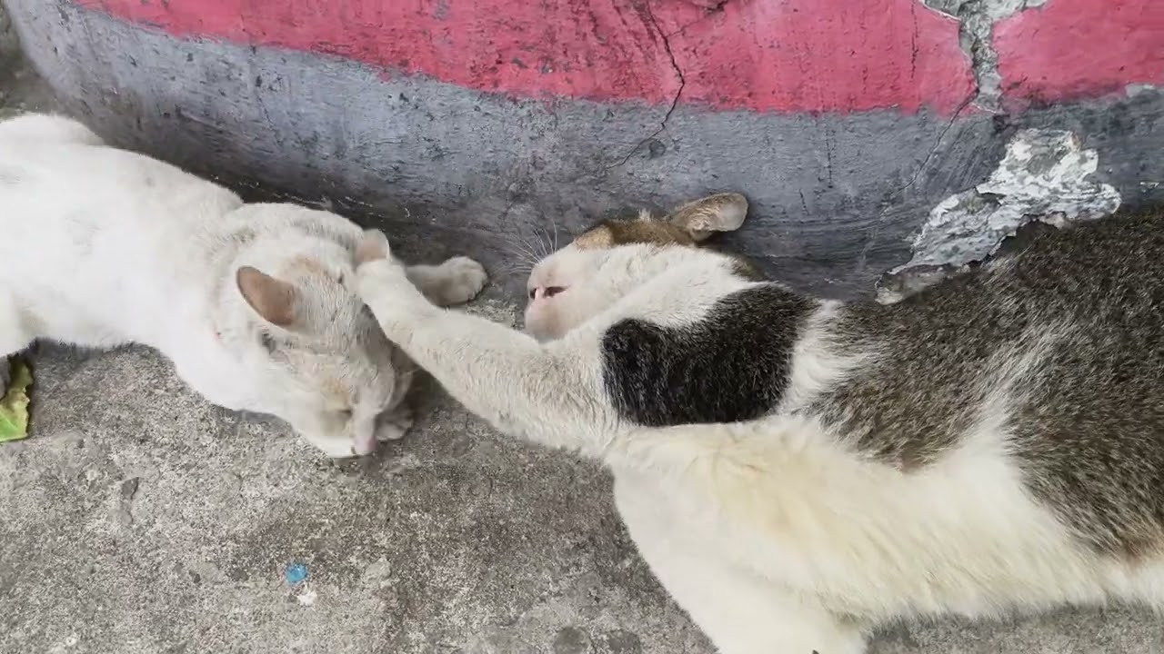Looks like a fight… but it’s just purr-love... 🐈 🐈