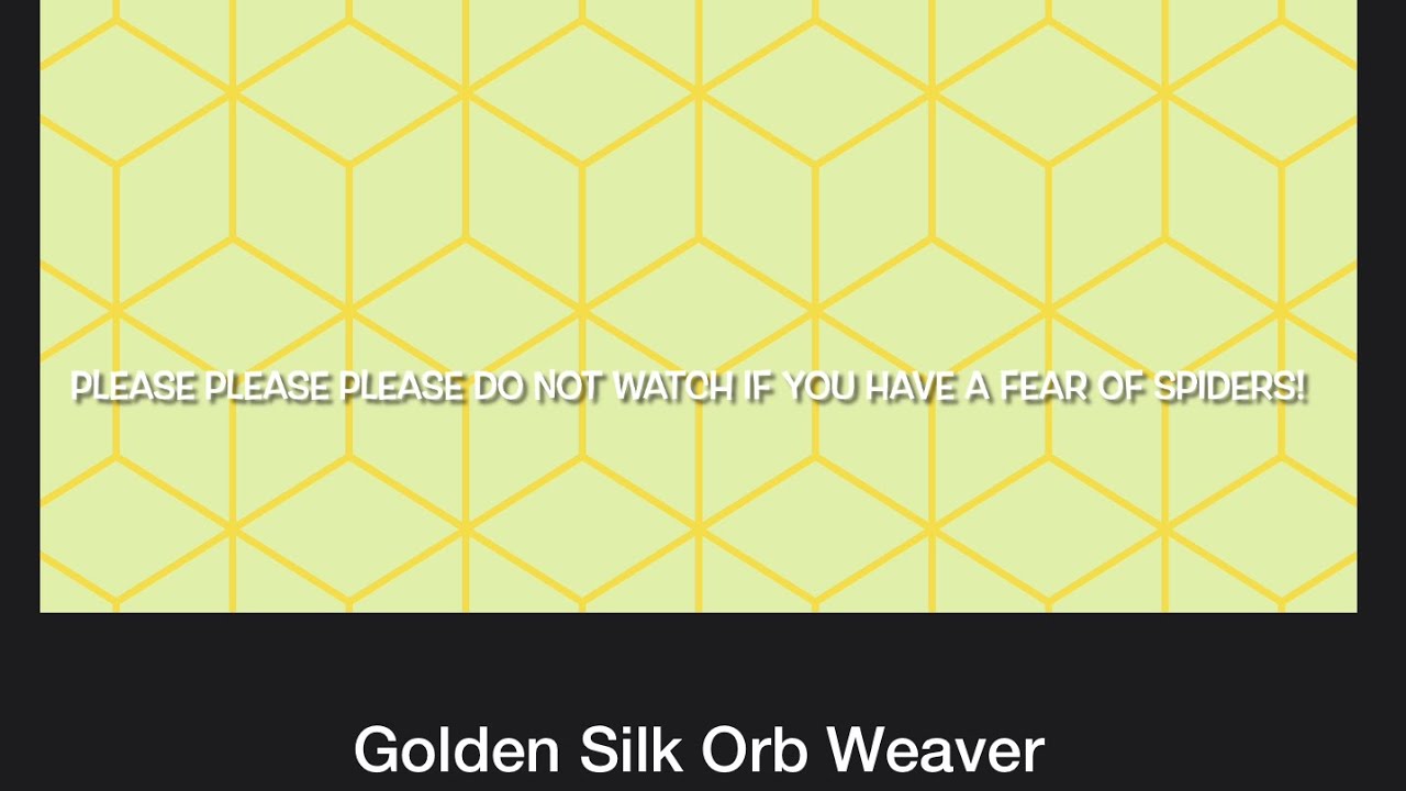 Species Spotlight: Golden Silk Orb Weaver (Banana Spider)
