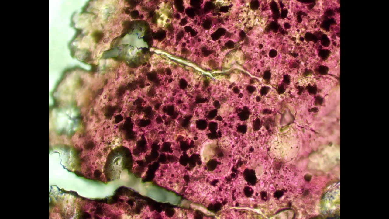 Rainbow Trout (Oncorhynchus Mykiss) Blood Sample