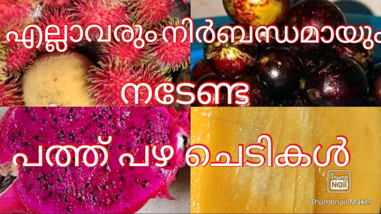 എല്ലാവരും നിർബന്ധമായും നടേണ്ട പത്ത് പഴ ചെടികൾ #Ten must have fruit trees in our back yard