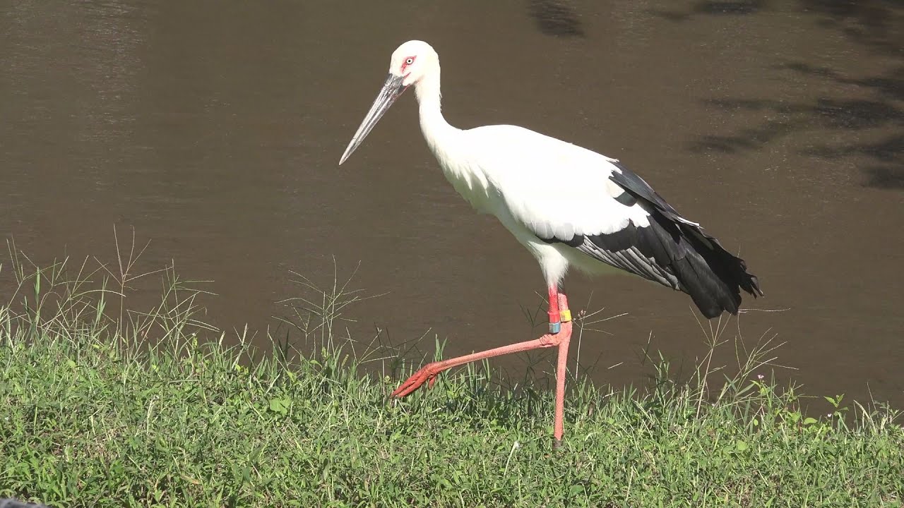 4K　コウノトリの郷